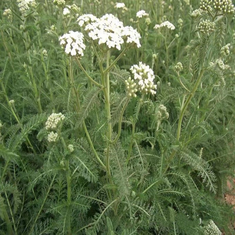 蓍草种子锯草花种子耐寒花卉秋播植物景观园林花草籽公斤包