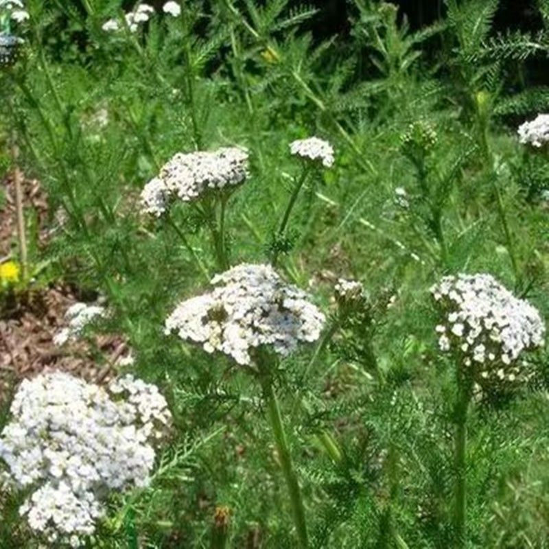 蓍草种子锯草花种子耐寒花卉秋播植物景观园林花草籽公斤包