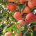 出售散装苹果种子苹果树种子四季播种果树种子红富士苹