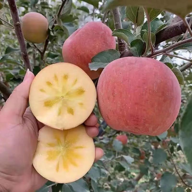 出售散装苹果种子苹果树种子四季播种果树种子红富士苹