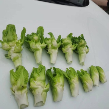 儿菜芽子