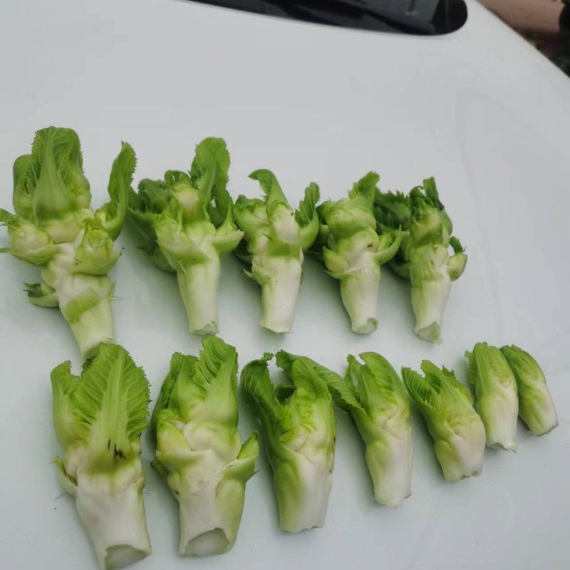儿菜芽子
