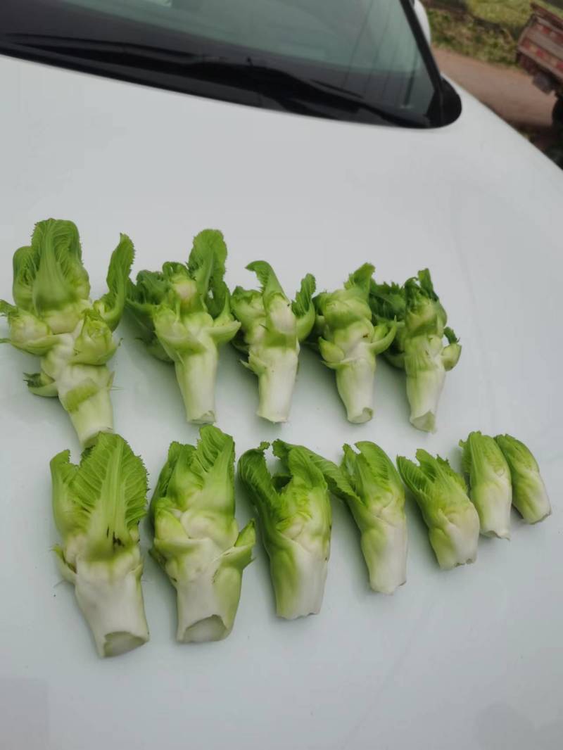 儿菜芽子