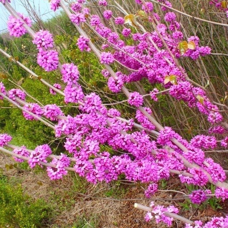 紫荆树种子别称裸枝树紫珠紫荆宜栽庭院草坪建筑物前落叶乔木