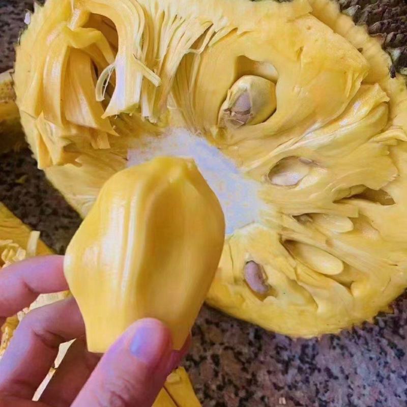 【泰国红肉8号】菠萝蜜海南菠萝蜜大量有货欢迎来电咨询
