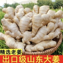 河南优质生姜一手货源产地货源充足保质保量全国发货