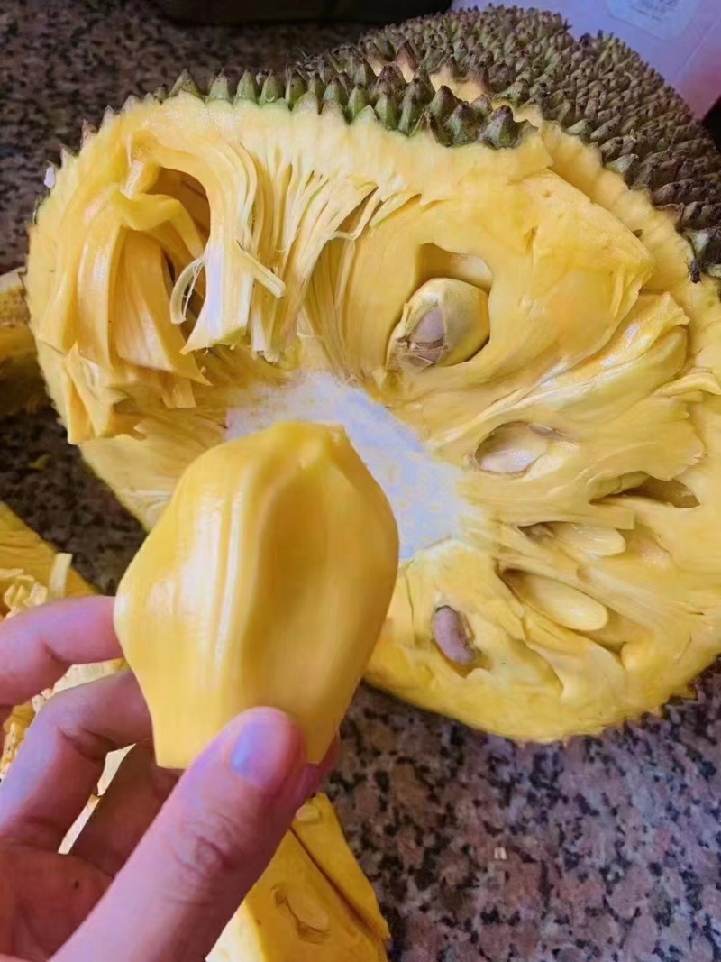 【种植户】菠萝蜜海南菠萝蜜大量有货欢迎来电咨询
