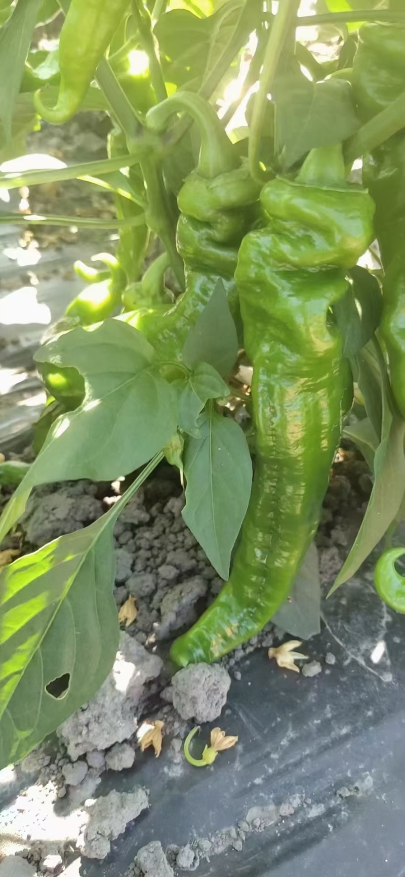 海南螺丝椒一手货源，货源充足，保质保量