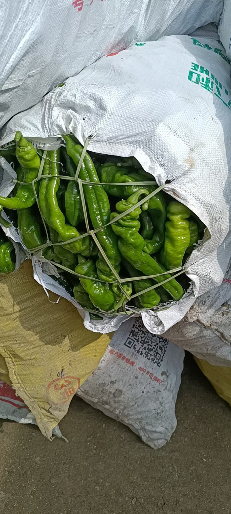 螺丝椒15~20厘米中辣青