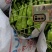 精品辣椒泡椒辣椒一手货源中辣量大从优欢迎咨询