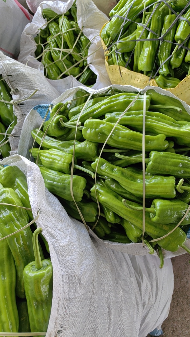 精品辣椒泡椒辣椒一手货源中辣量大从优欢迎咨询