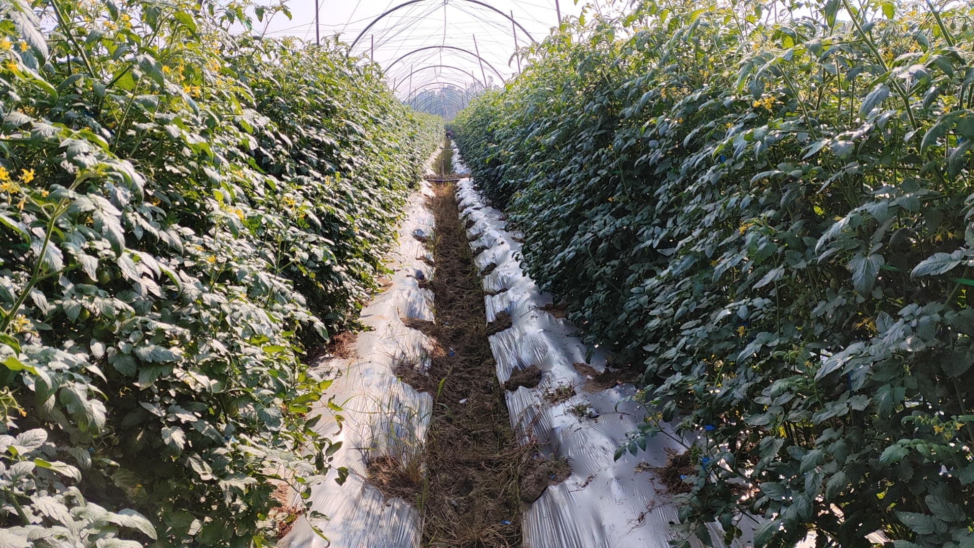 千禧圣女果种植园实景