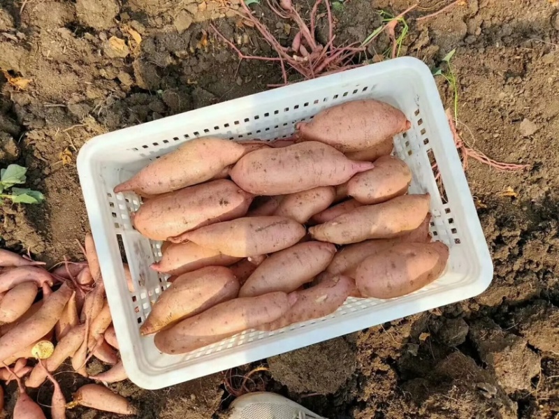 河南精品龙薯九红薯产地直发一手货源口感细腻