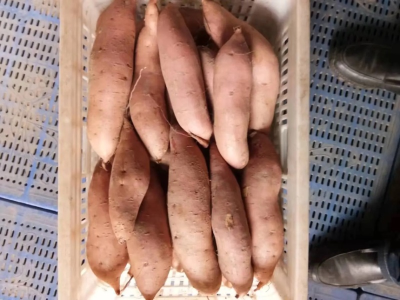 河南精品龙薯九红薯产地直发一手货源口感细腻