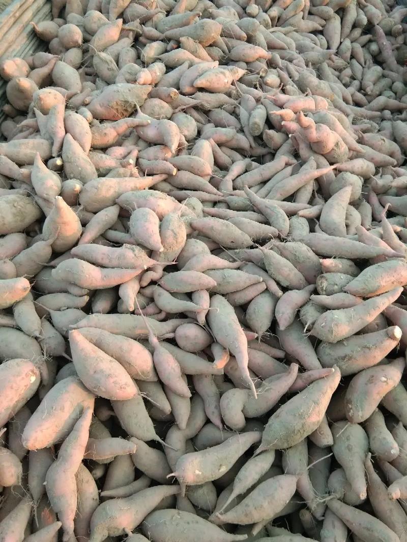 河南精品龙薯九产地直发一手货源口感细腻可视频看货