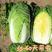 金达大白菜种子耐低温黄心适合春秋栽培单棵重3公斤左右