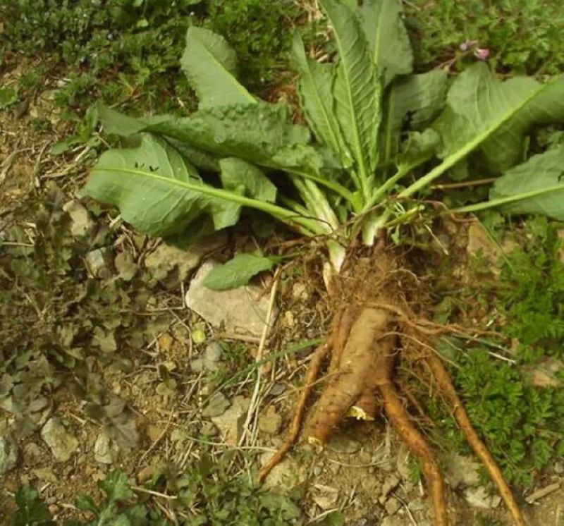 野生土大黄鲜货