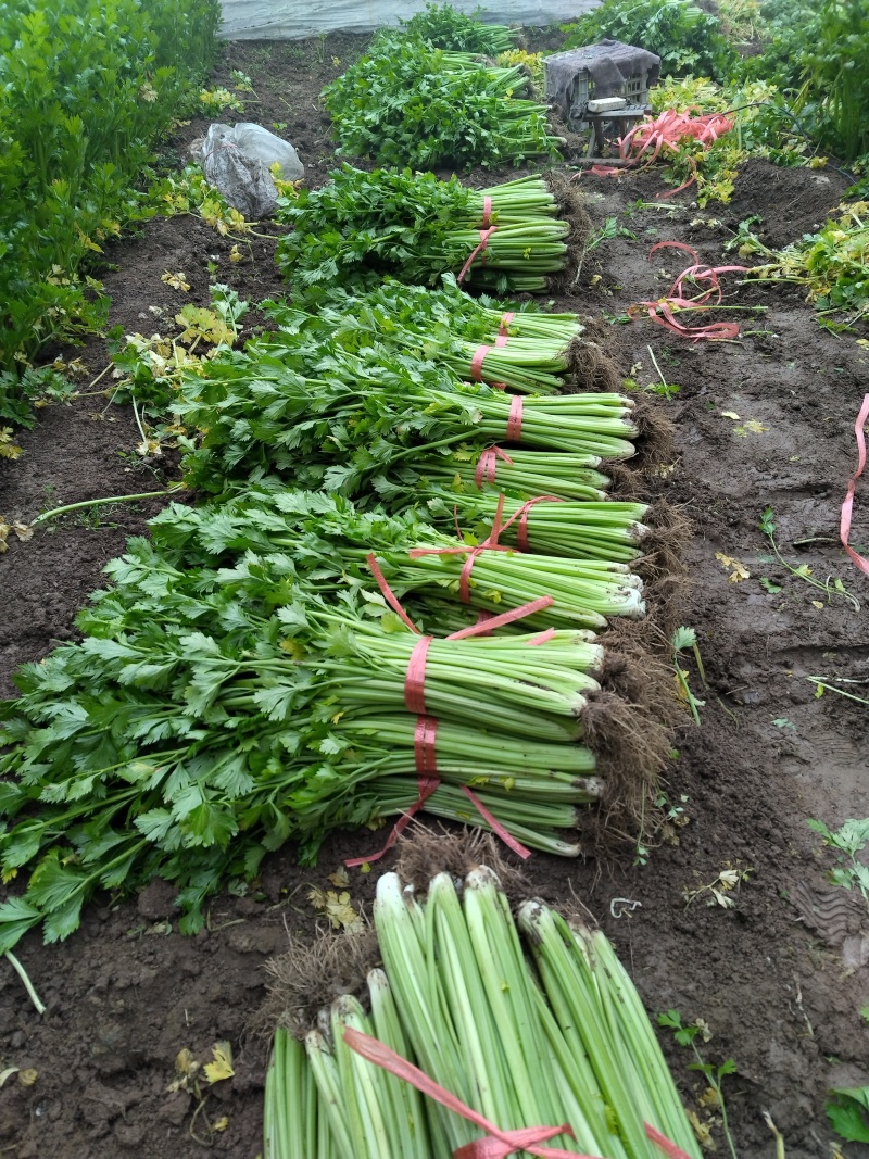 我地现有美国西芹，铁杆芹菜，小香芹，株高65/70公分左