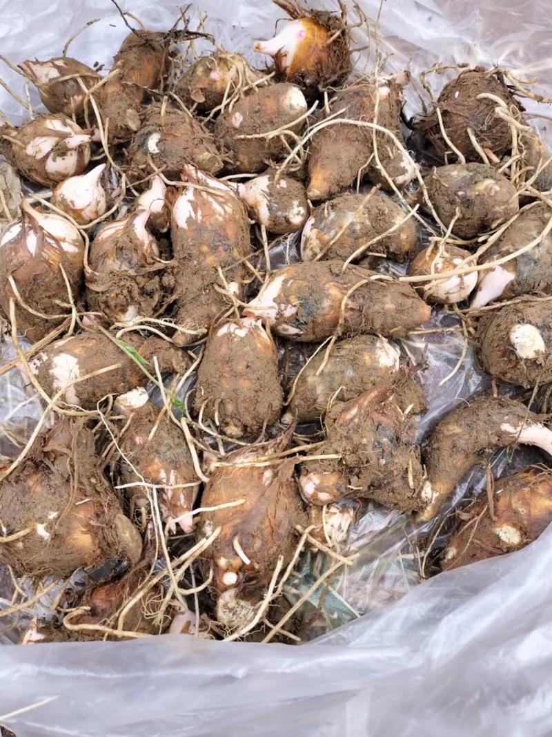 【发货快】南昌红芽芋品质保证一手货源来电咨询供货稳定价低