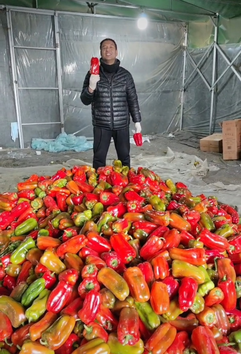 【视频看货】山东聊城莘县圆椒太空椒园鲜辣椒，电商赶集市场