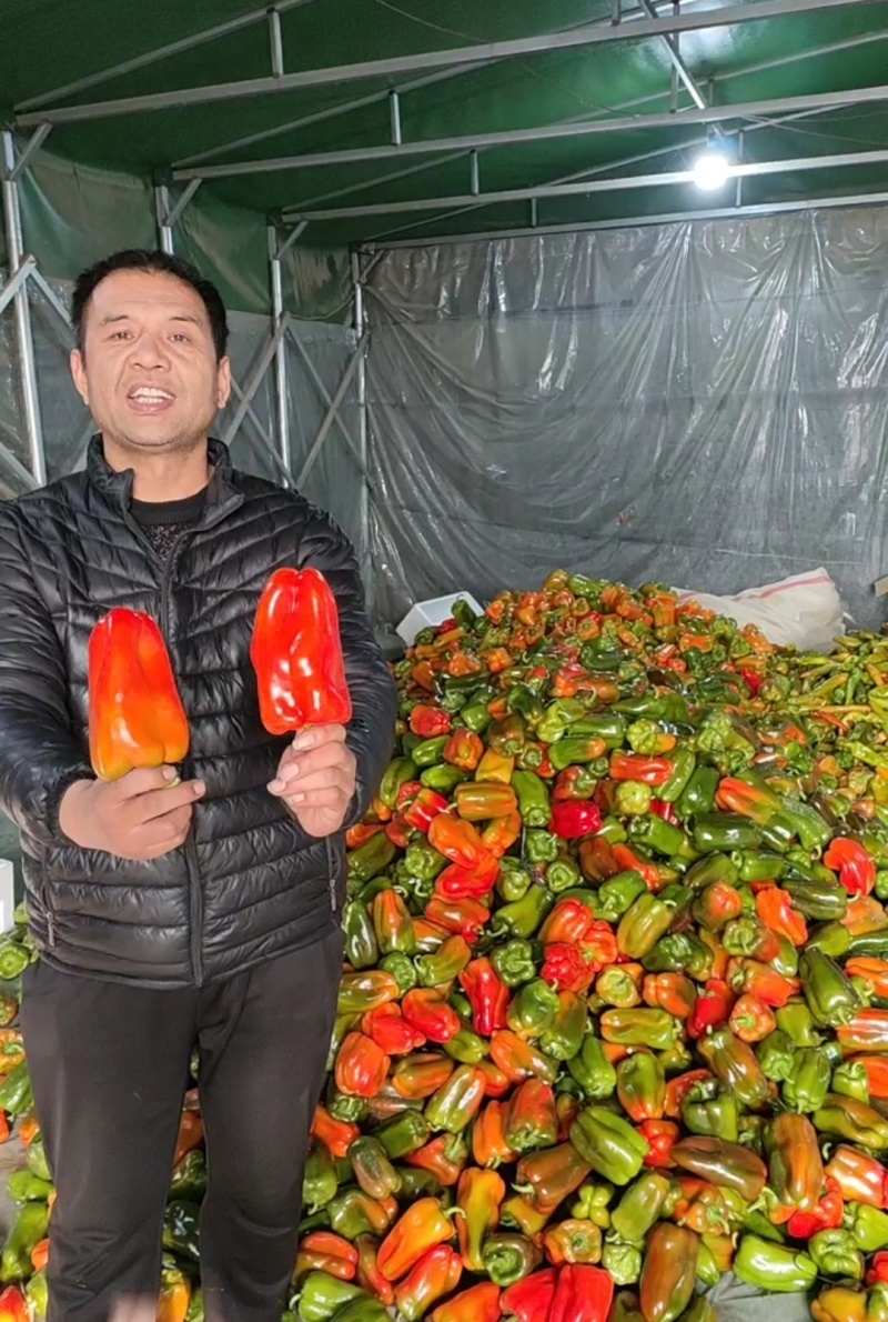 【净棚，食堂，市场货】青椒方椒圆椒太空椒鲜辣椒！