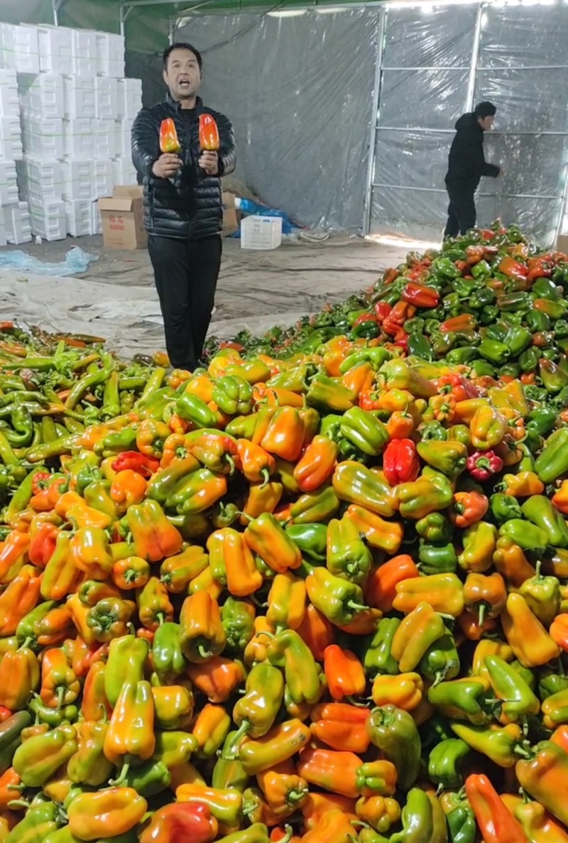 【净棚，食堂，市场货】青椒方椒圆椒太空椒鲜辣椒！