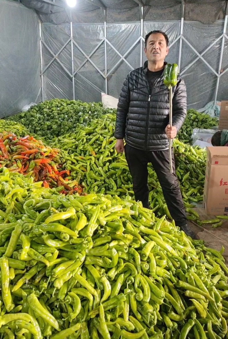 【净棚，食堂，市场货】青椒方椒圆椒太空椒鲜辣椒！