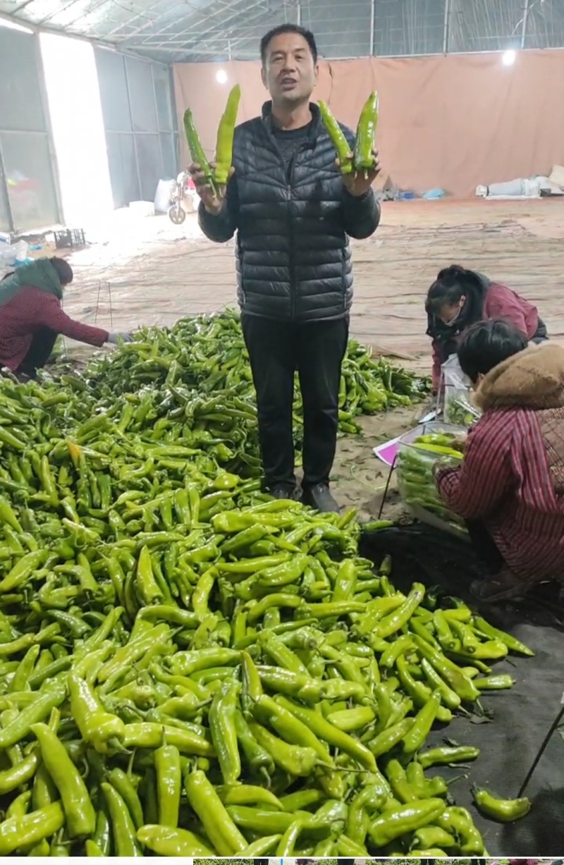 山东莘县圆椒，太空椒，鲜辣椒，市场货食堂货【一直到年底】