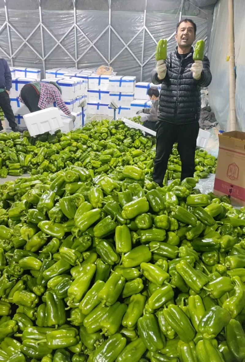 山东莘县圆椒，太空椒，鲜辣椒，市场货食堂货【一直到年底】