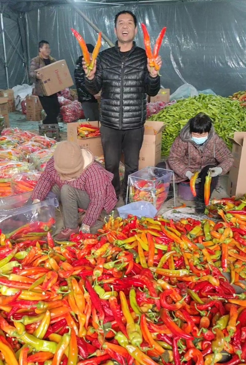 山东莘县圆椒，太空椒，鲜辣椒，市场货食堂货【一直到年底】
