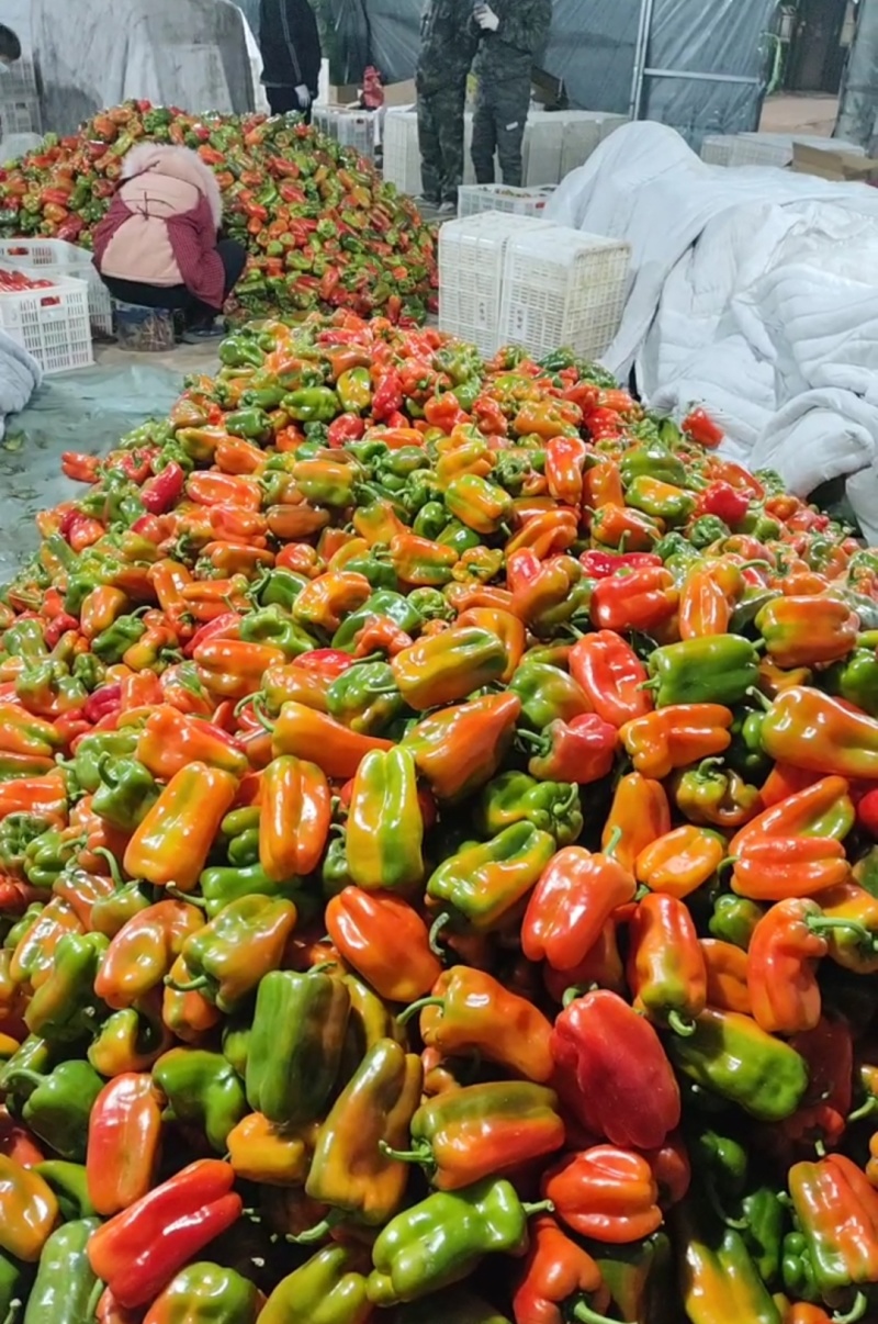 山东莘县圆椒，太空椒，鲜辣椒，市场货食堂货【一直到年底】