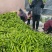【真实报价】山东太空椒圆椒，电商团购，批发市场，诚信代办