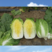 金达大白菜种子耐低温黄心适合春秋栽培单棵重3公斤左右