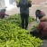 【产地量大价低】山东莘圆椒，青椒，太空椒，整车代发包棚！