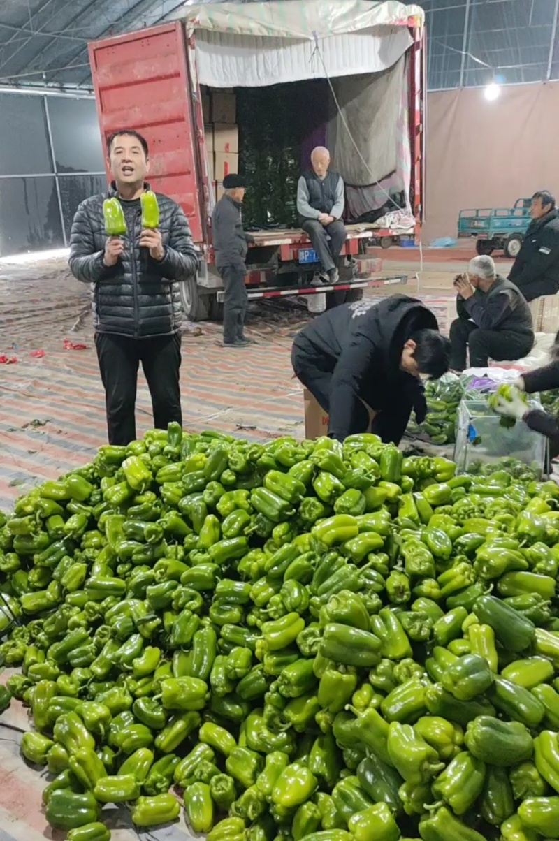 【产地量大价低】山东莘圆椒，青椒，太空椒，整车代发包棚！