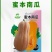 正品奶油南瓜种子春季秋季四季香芋蜜本甜糯红甜栗南瓜种籽菜