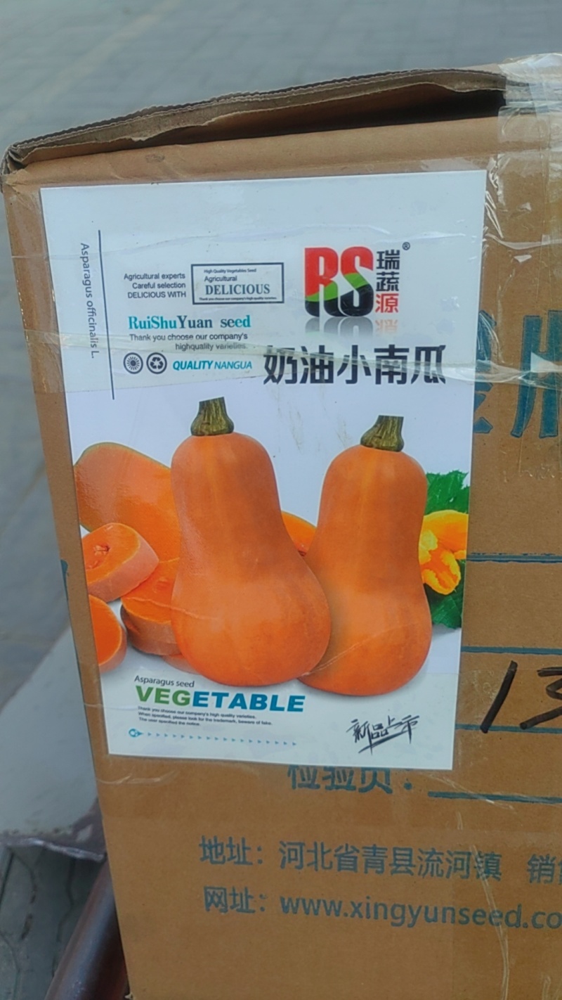 正品奶油南瓜种子春季秋季四季香芋蜜本甜糯红甜栗南瓜种籽菜