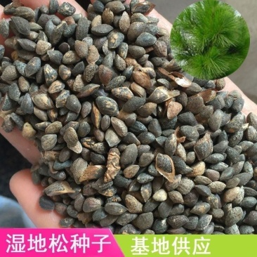 新采集湿地松种子古巴松松树绿化行道林木苗木树种子
