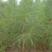 新采集湿地松种子古巴松松树绿化行道林木苗木树种子