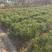 新采集湿地松种子古巴松松树绿化行道林木苗木树种子