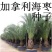 加那利海枣种子长叶刺葵加拿利刺葵槟榔竹加拿利海枣种子园林
