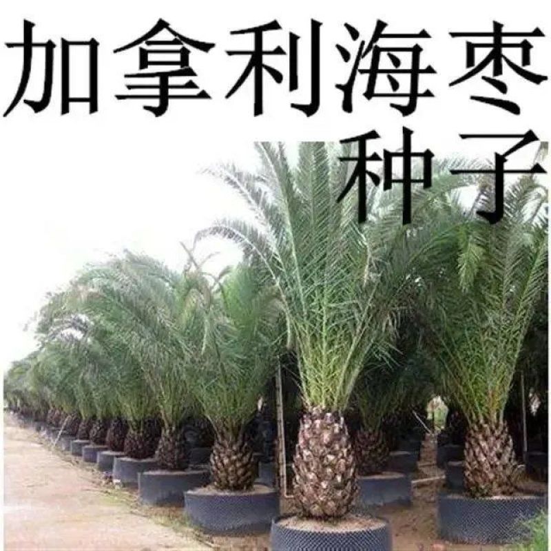 加那利海枣种子长叶刺葵加拿利刺葵槟榔竹加拿利海枣种子园林
