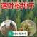 新采落叶松种子松树种子