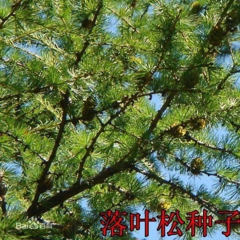 新采落叶松种子松树种子