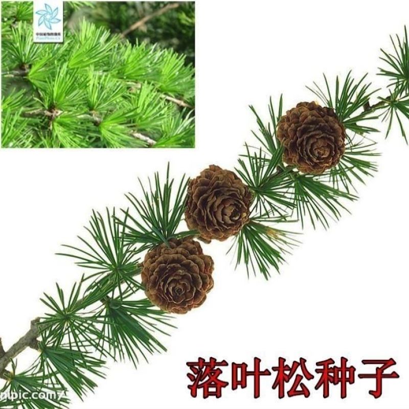新采落叶松种子松树种子