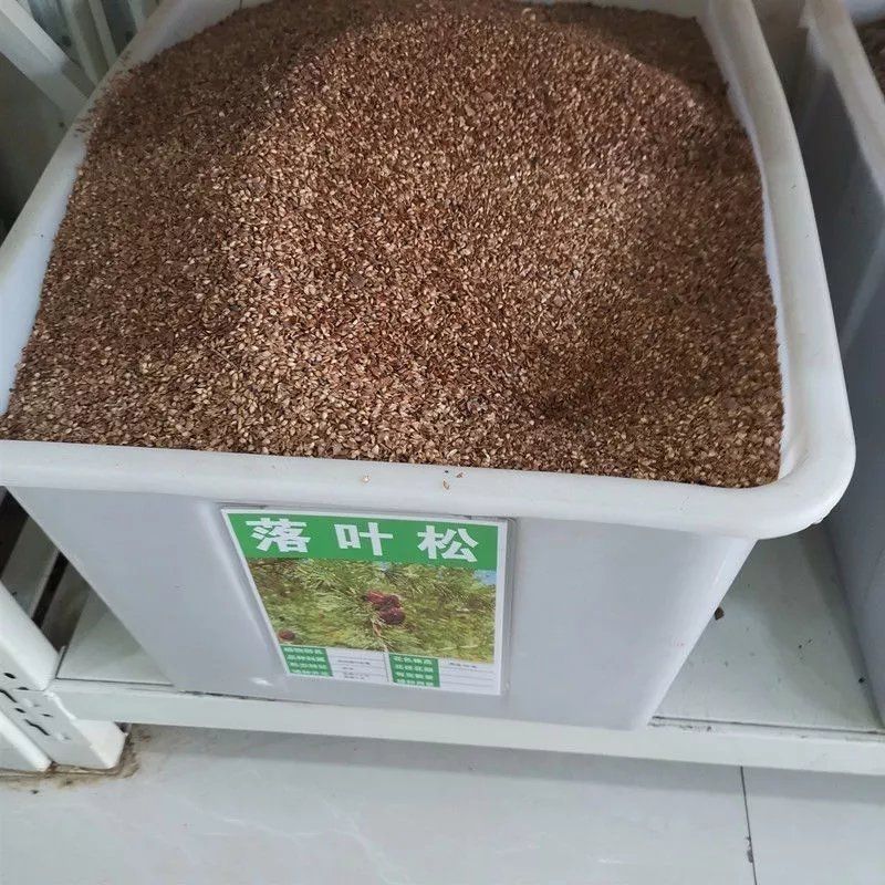 新采落叶松种子松树种子