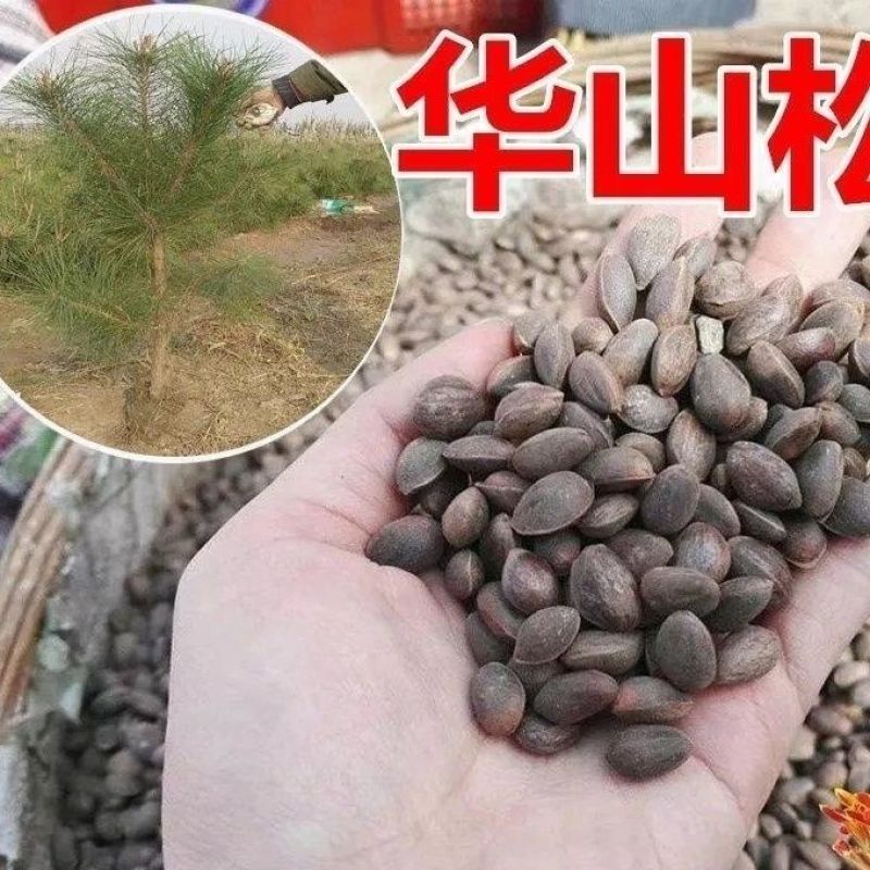 华山松种子新采华山松种子优质松树林木种子别名五针松风
