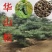华山松种子新采华山松种子优质松树林木种子别名五针松风