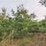 华山松种子新采华山松种子优质松树林木种子别名五针松风