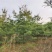 华山松种子新采华山松种子优质松树林木种子别名五针松风
